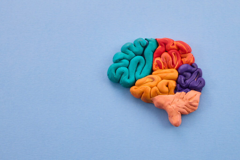 Le striatum, responsable de nos contradictions écologiques.